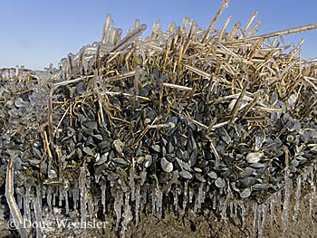 Ribbed Mussels winter _F2B6684.jpg - 97198 Bytes